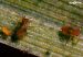 MI Pucerons-Rhopalosiphum-padi-2-min.jpg