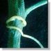 Adventices-Cuscute tige Futura-Science-Georges-Sallé.jpg
