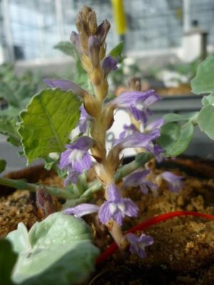 Adventices-Orobanche fleurs Terres-Inovia.jpg