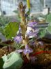 Adventices-Orobanche fleurs Terres-Inovia.jpg
