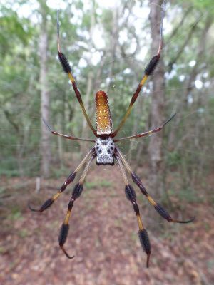 Image arachnide.jpg