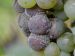 Image botrytis cinerea.jpg
