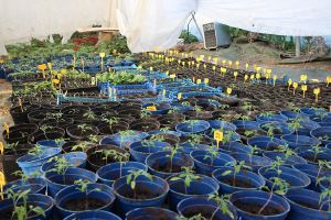 Tomate Plantation.jpg