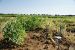 Maladie-pourritures pois Terres-Inovia.jpg
