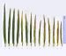 BTH Septoriose -Evolution-sur-feuilles-de-blé-min.jpg
