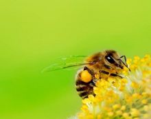 Abeilles.jpg