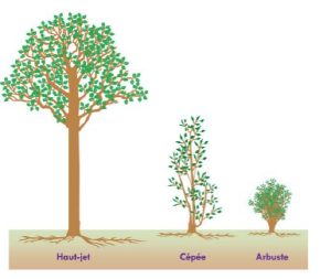 Arbres isolés.png
