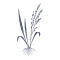 Fichier:Riz.png