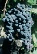 Carignan grappe.jpg