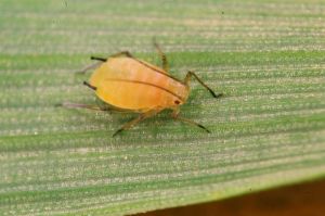OR Pucerons-Sitobion-avenae 1-min.jpg