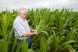 RendreSaFermeVendable AgriculteurMais.jpg