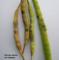CZH Charançon-silique 2-piqure-silique-min
