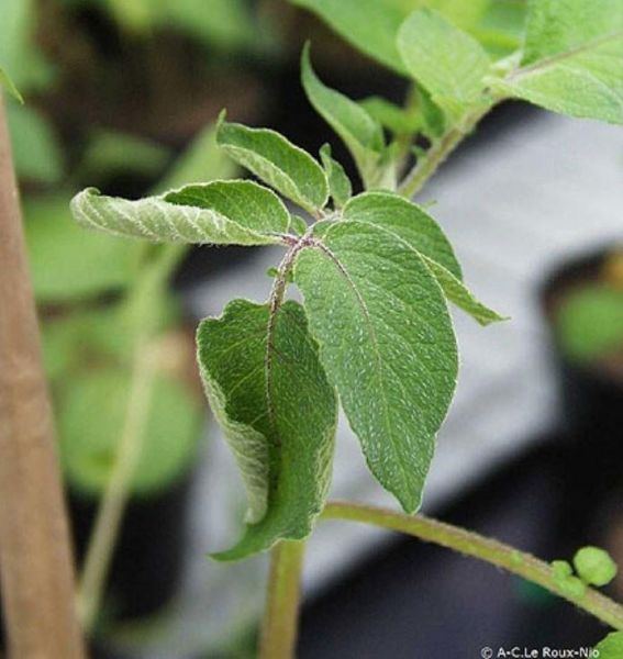 Fichier:Maladies-Ralstonia feuilles Ephytia-INRAE.jpg