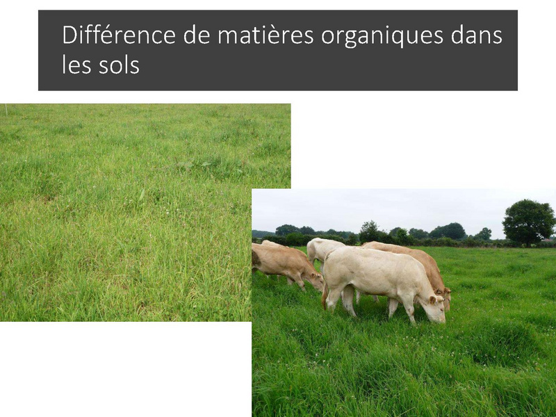 Fichier:Pâturage tournant dynamique - Mathieu Bessière - PIM 2020.pdf