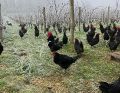 Vignette pour la version du 23 mars 2022 à 15:08