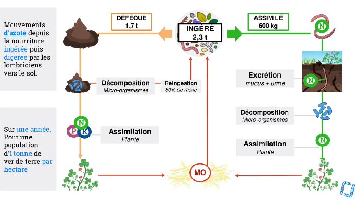 Cycle humique du ver de terre.png