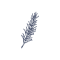 Fichier:Romarin.png