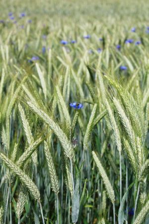 Image seigle hiver.jpg
