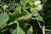 Maladies-Botrytis feuille pois -Terres-Inovia-1024x683.jpg