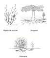 Reproduction végétative