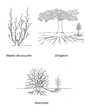 Reproduction végétative.png