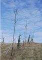 Le piquet tenant l’arbre ne lui permet pas de s’implanter correctement car il ne «subit» pas les mouvements causés par le vent. Par ailleurs, ce type de fixation peut abimer l’écorce. Il est à noter que les plantations avec des arbres de cette taille (trop grands) est relativement rare.