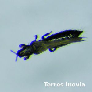 0604 thrips grosplan.jpg
