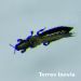 0604 thrips grosplan.jpg