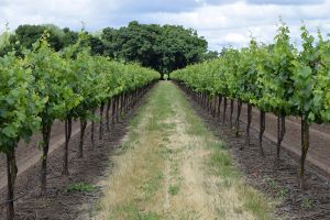 Vignoble-enherbé-et-irrigué.jpg