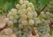 Grappes2e5-thumb-212x151.jpg