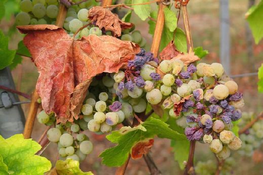 Vigne soumise à un stress hydrique excessif