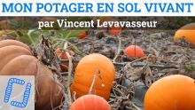 Thumbnail youtube t yXy9lcdSk.jpg