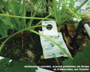 Image Produire sans pesticides en horticulture hors sol.jpg