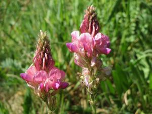 Image sainfoin.jpg
