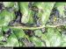 Maladies-Bactériose pseudomonas feuille Ephytia-INRAE.jpg