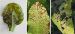 Maladies-Pseudomonas feu feuilles Ephytia-INRAE-1024x471.jpg