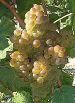 Marsanne fr 3.jpg