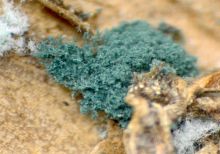 Trichoderma v2.jpg