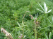 Virose-BYMV plant Lupin agric.wa .gouv .au -1024x768.png