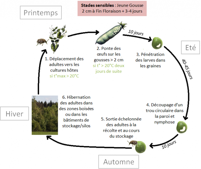 Bruche du pois-inline-0.png