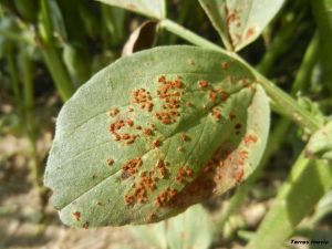 FV Rouille 2-feuille-recto-AnneMoussart-min.jpg