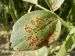 FV Rouille 2-feuille-recto-AnneMoussart-min.jpg