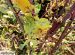 Maladies-Cercosporiose feuilles Ephytia-INRAE.jpg