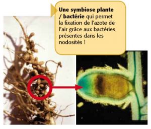 Nodosite legumineuses.jpg