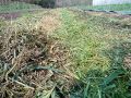 Paillage produit par le couvert d'hiver