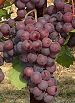 Chasselas rs fr 3176.jpg