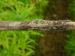 Maladie-Botrytis tige 2photochanvre-ITC.jpg