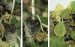 Maladies-Botrytis plantules Ephytia-INRAE-1024x646.jpg