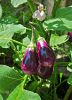 Image aubergine.jpg