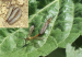 Ravageur-Tipule Ephytia-INRAE.jpg-1024x708.png